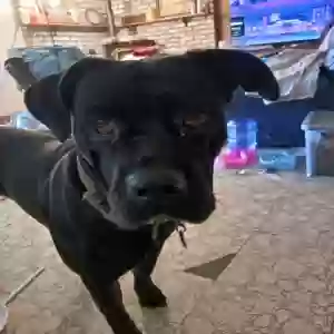 lost female dog talia